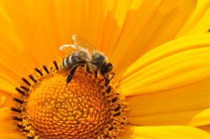 Uporaba fitofarmacevtskih sredstev in varovanje zdravja ljudi, okolja ter čebel