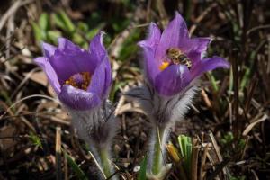 Znanilcem pomladi se je sredi Šentjurja pridružil še štrk