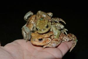 Znanilcem pomladi se je sredi Šentjurja pridružil še štrk