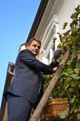 Sladke jagode modre kavčine letos pozobali