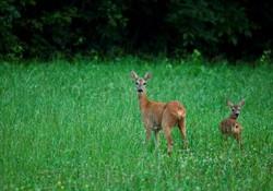 Lovska družina Dramlje