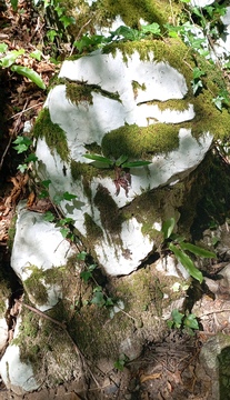 07_vilinska_dolina_2024_09_01_mahovnik